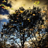 Herbstliches Spiegelbild - Foto: h|b
