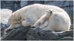 Eisbär Tonja mit Baby