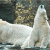 Eisbärin Hertha mit ihrer Mutter im Tierpark Berlin