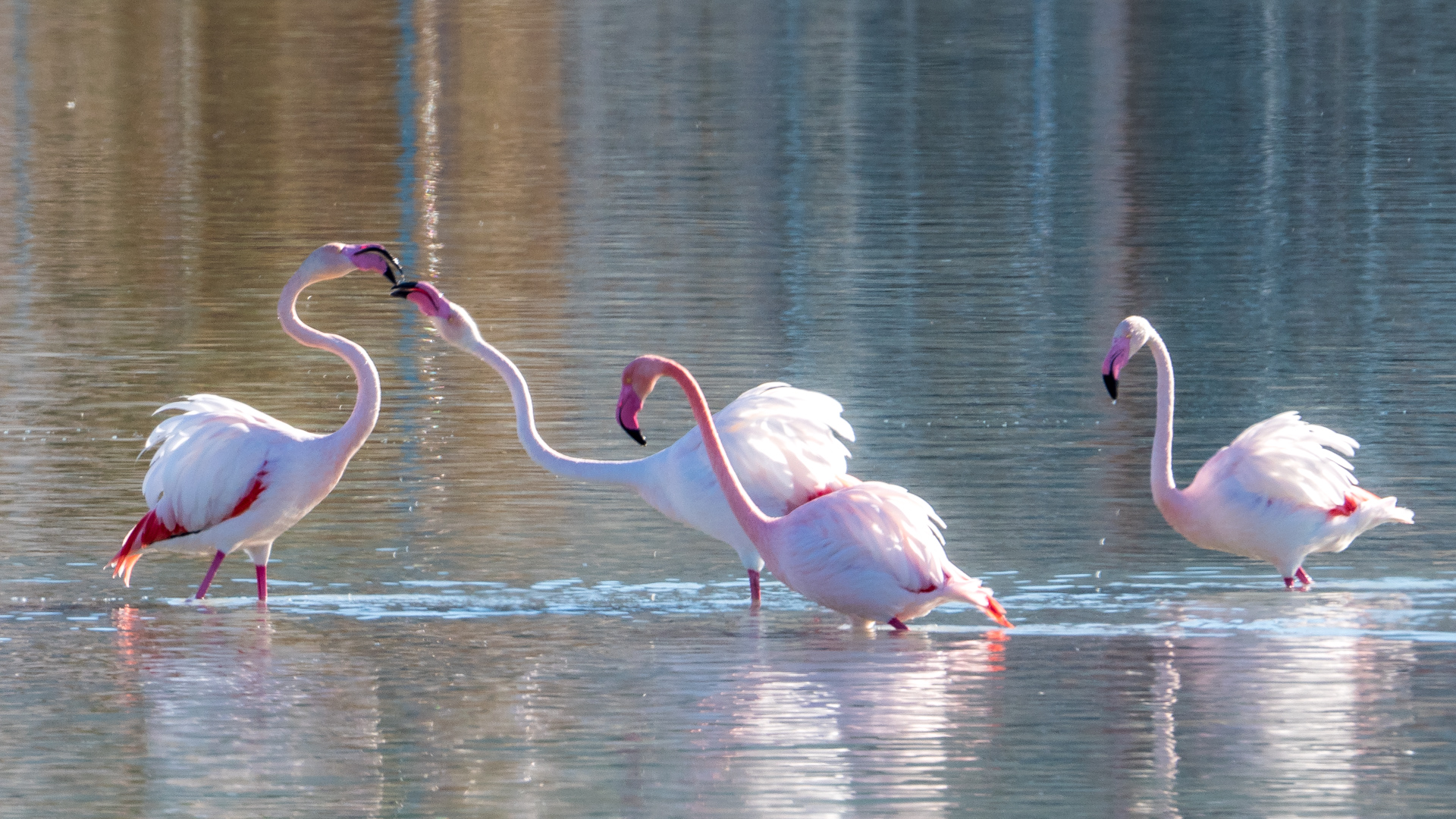 4 Flamingos