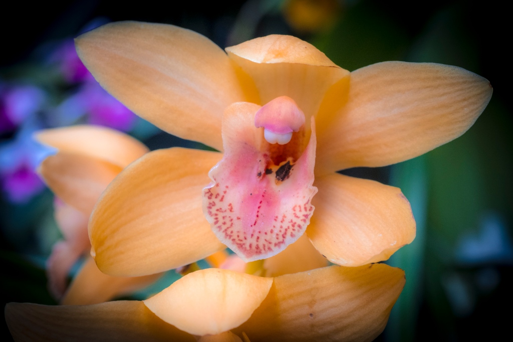 Orchideenausstellung im Palmenhaus auf der Insel Mainau