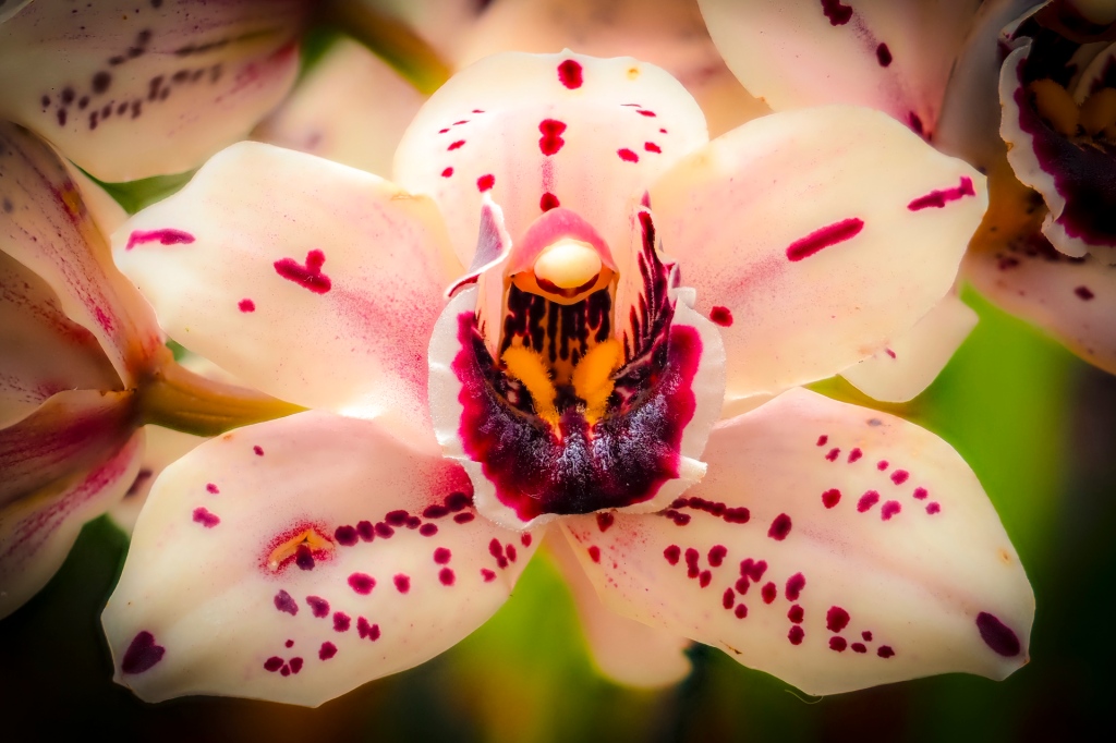 Orchideenausstellung im Palmenhaus auf der Insel Mainau
